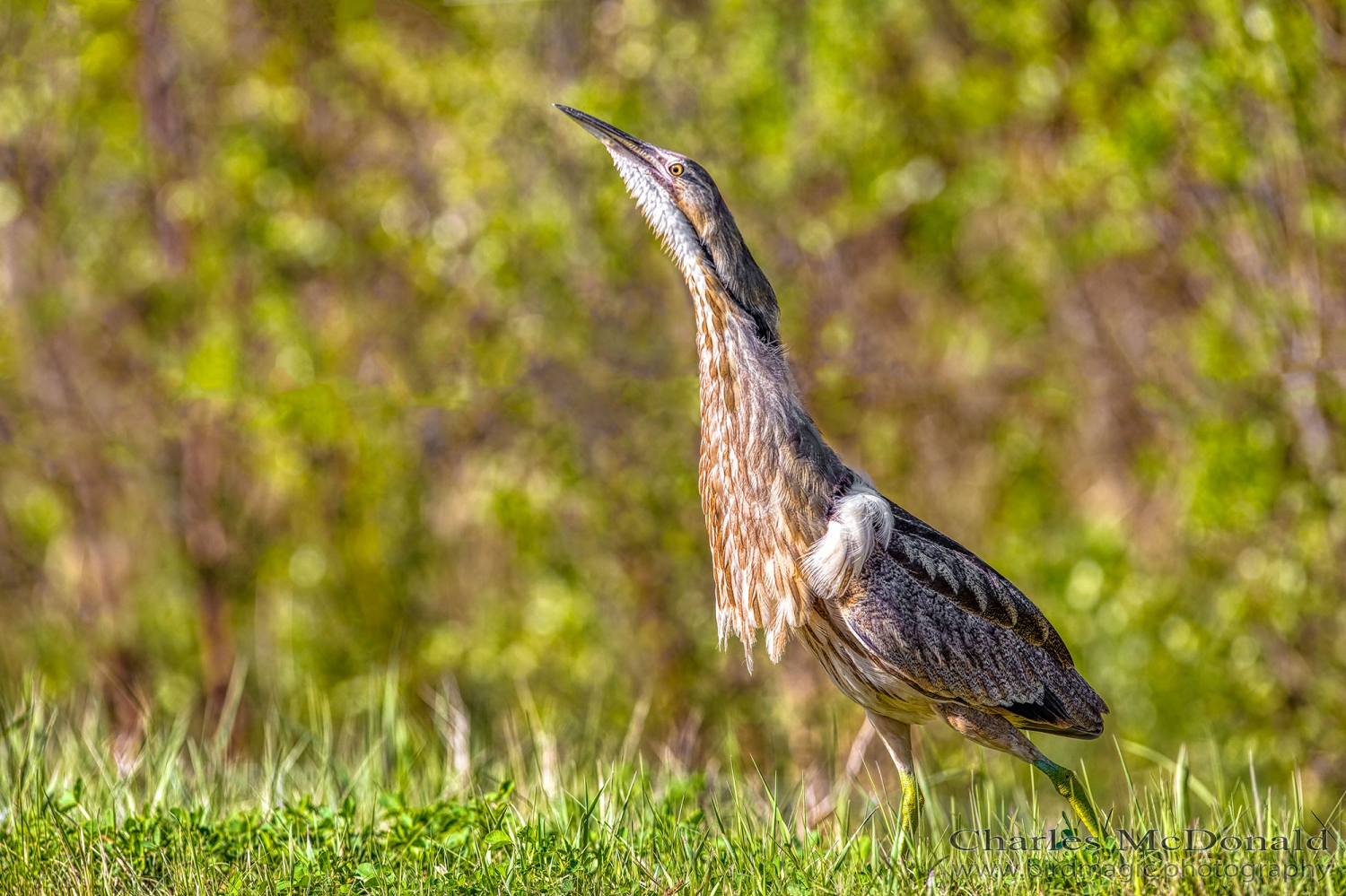 American Bittern