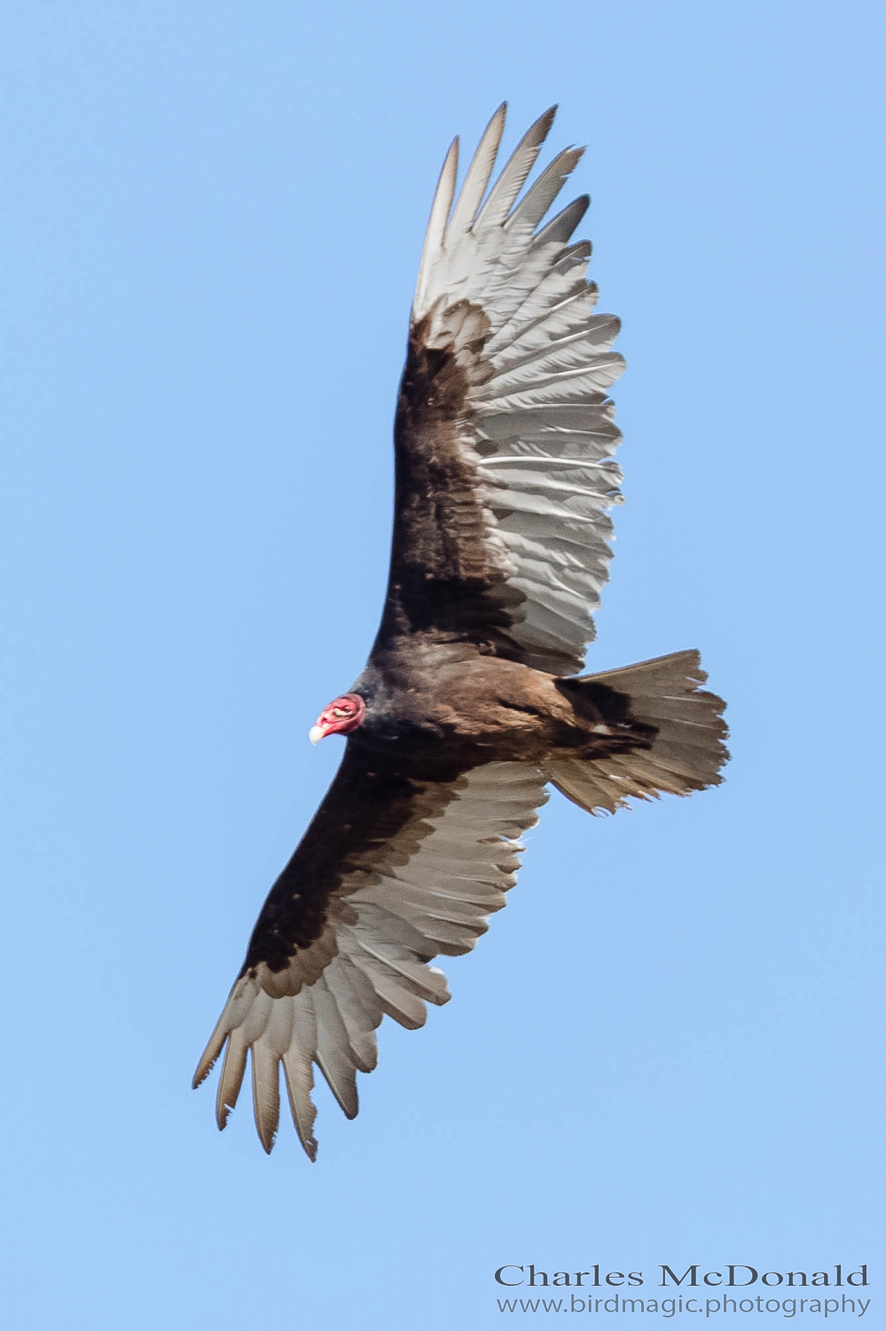 Turkey Vulture