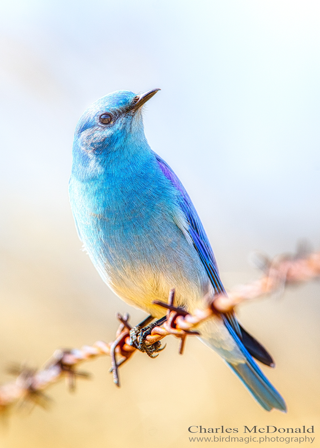 Mountain Bluebird