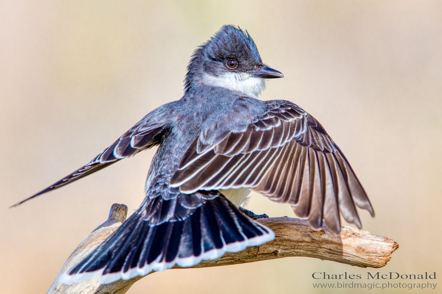 Eastern Kingbird