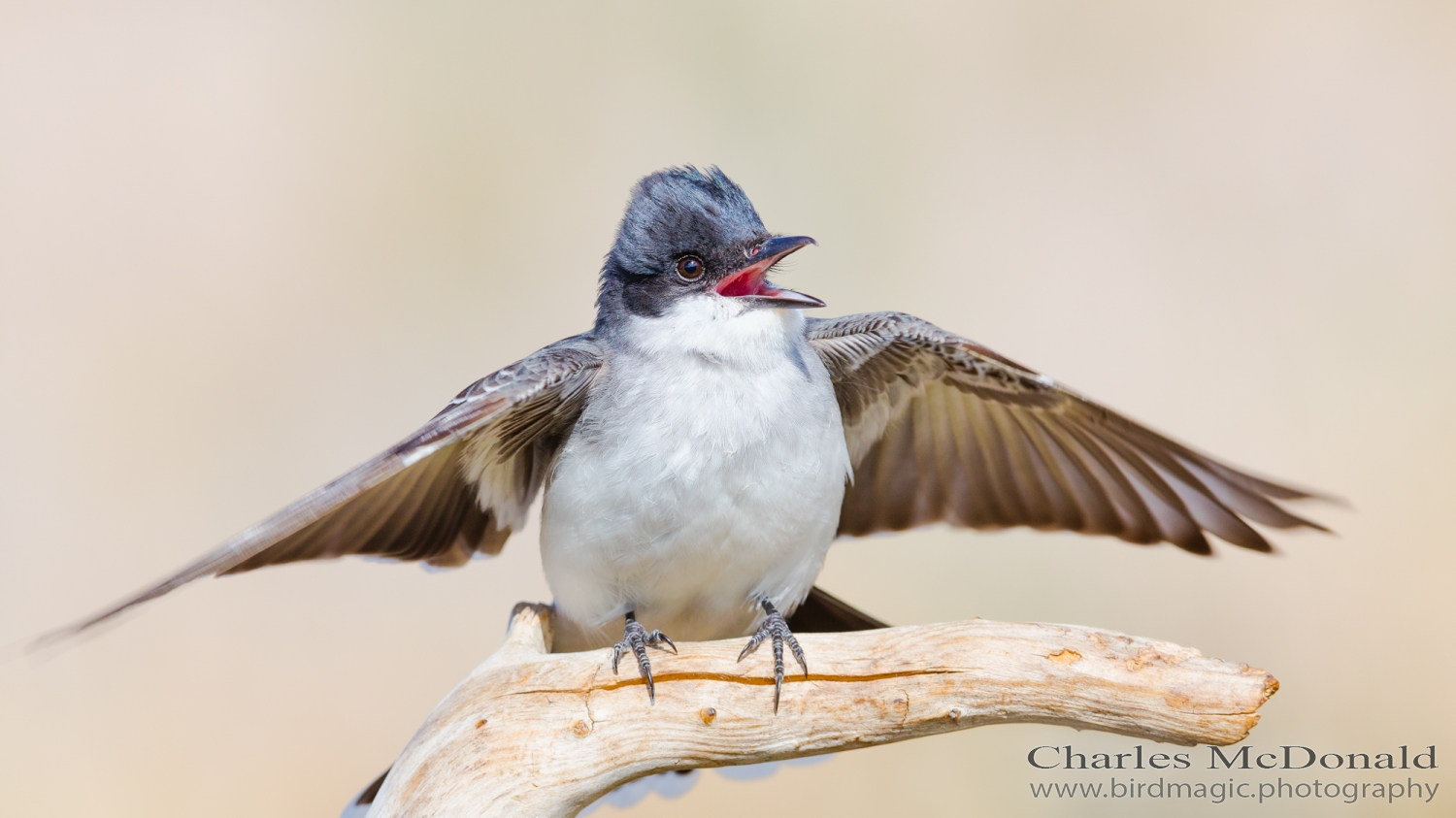 Eastern Kingbird