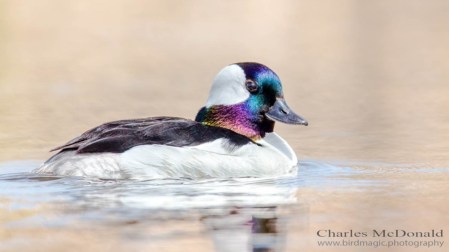 Bufflehead