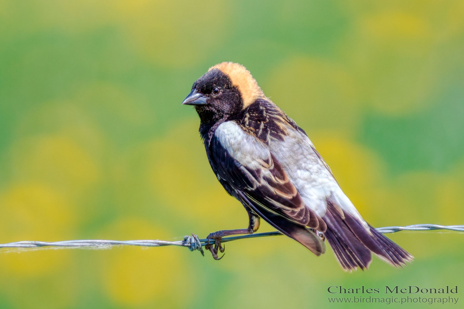 Bobolink