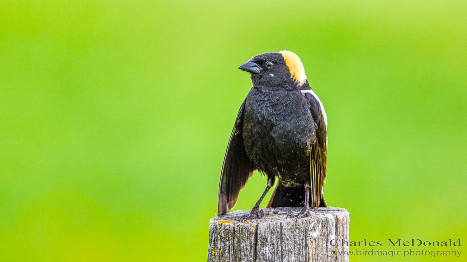 Bobolink