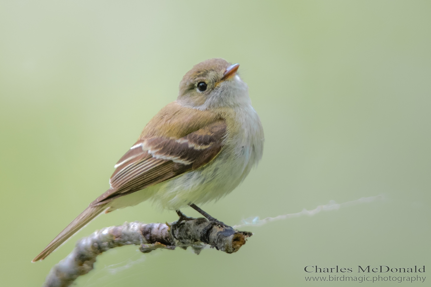 Alder Flycatcher