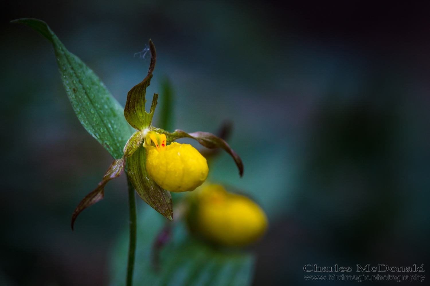 Yellow Lady's Slipper