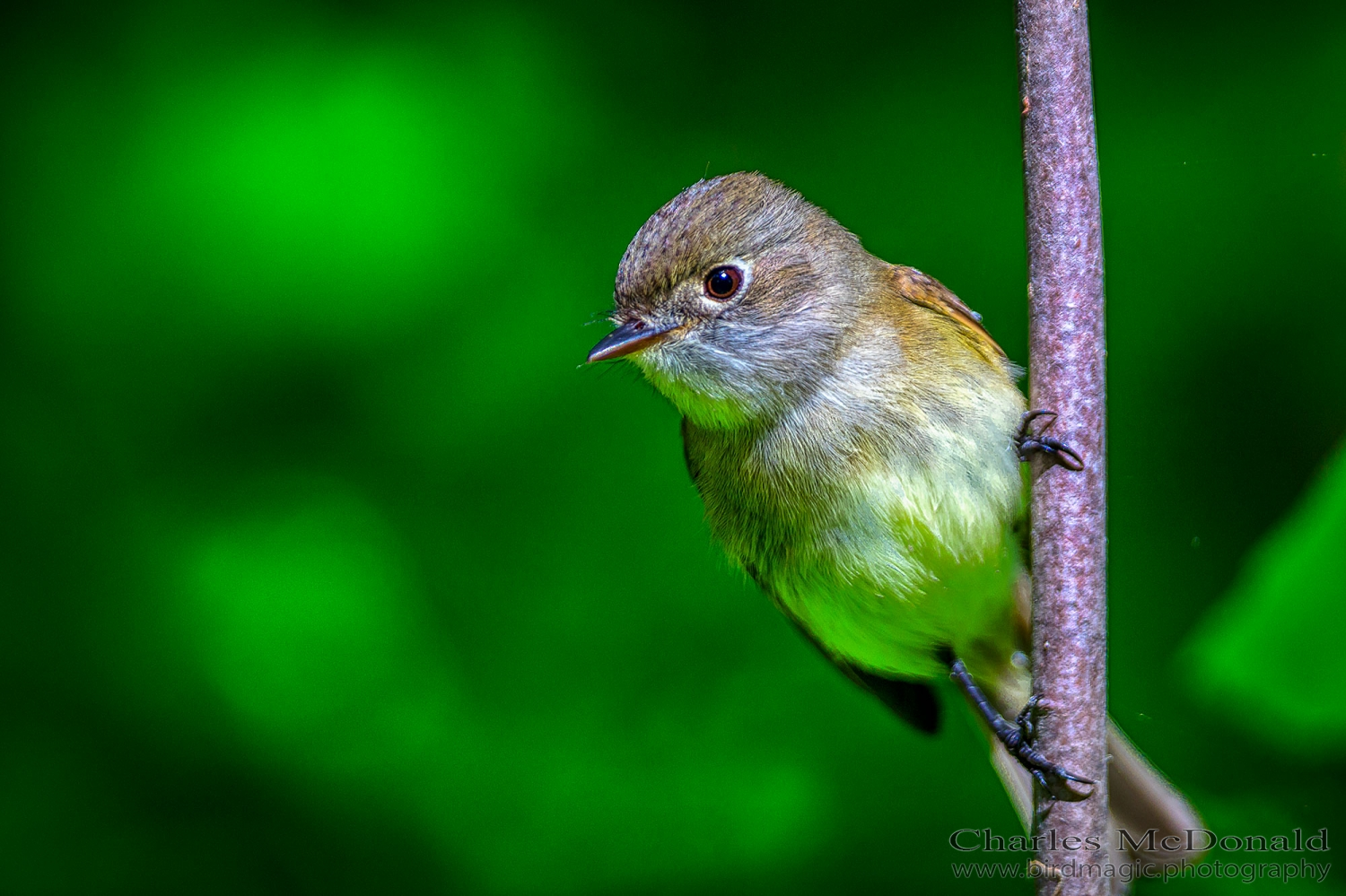 Least Flycatcher