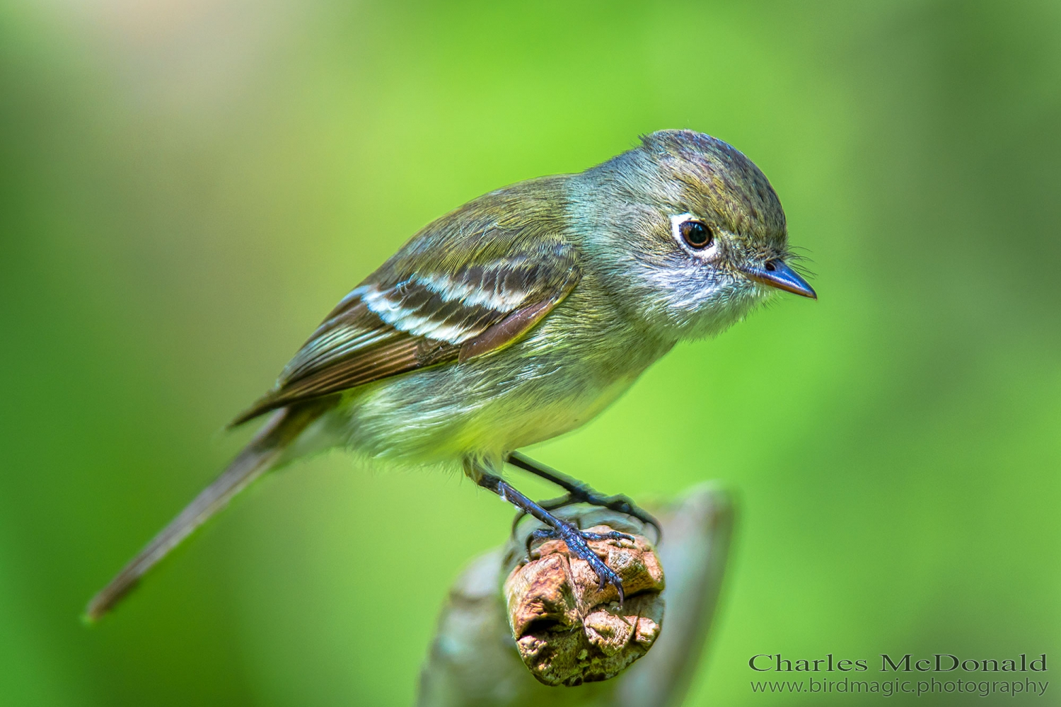 Least Flycatcher