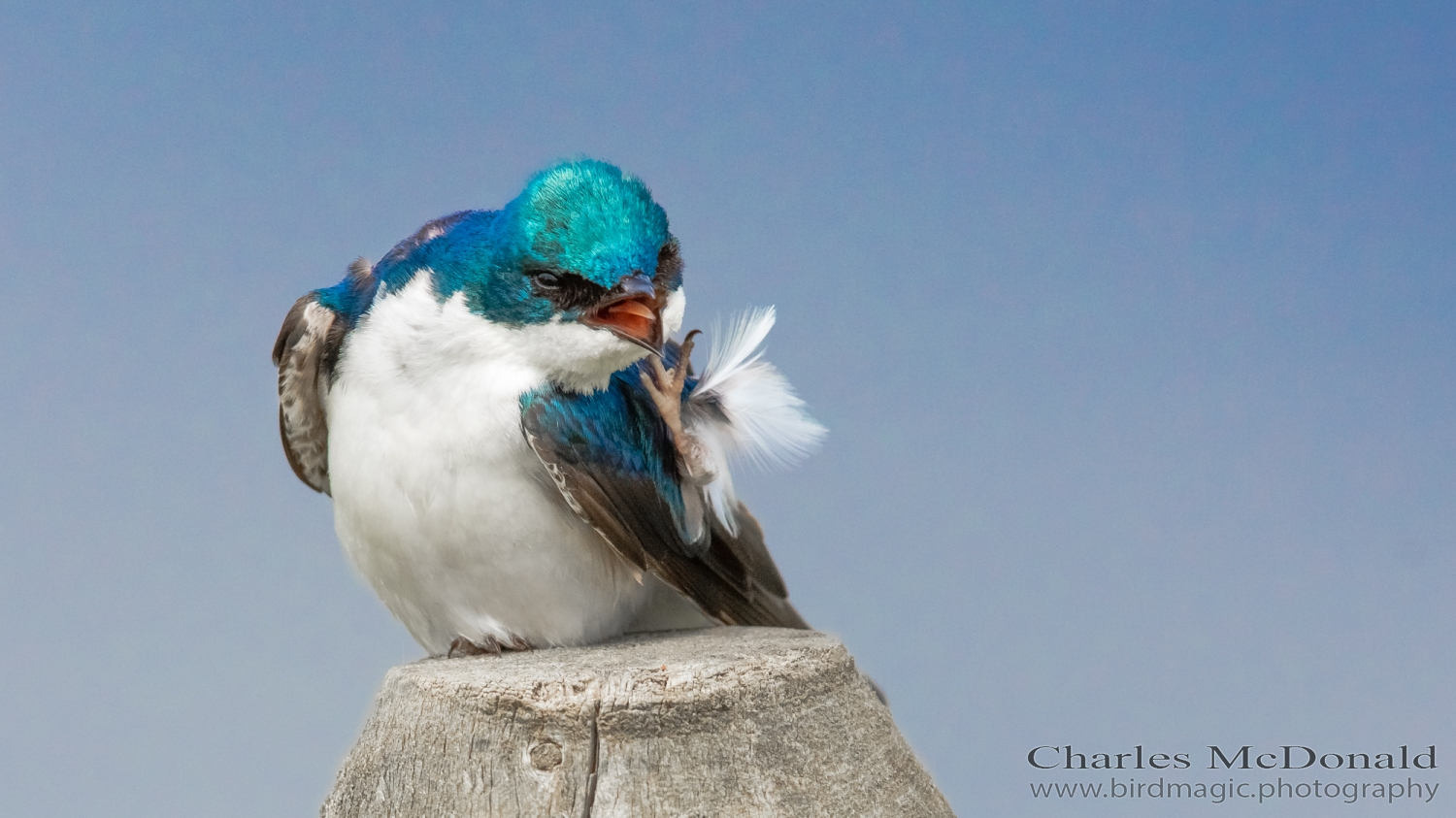 Tree Swallow