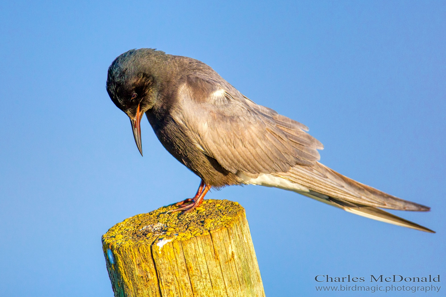 Black Tern