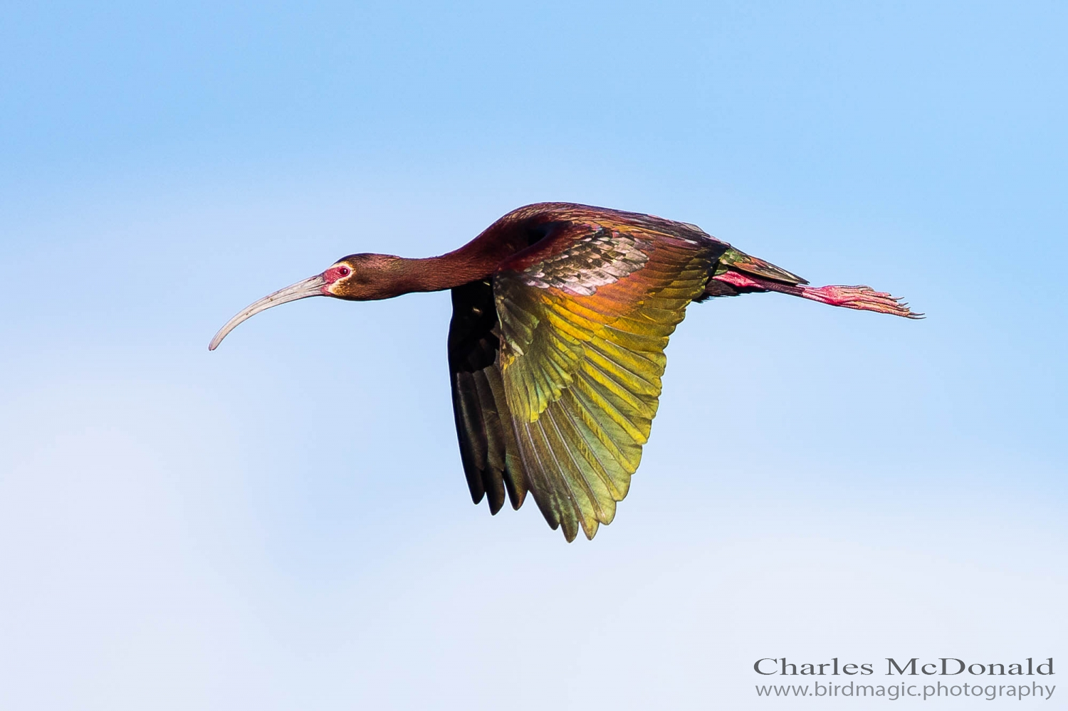 White-faced Ibis