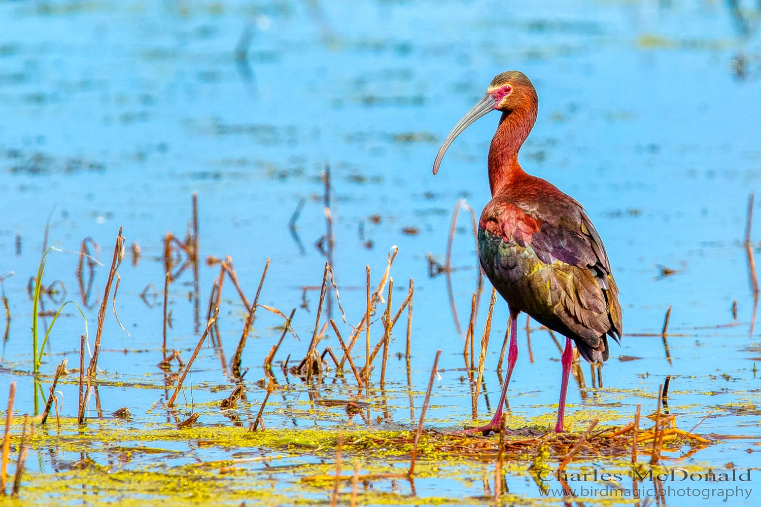 White-faced Ibis