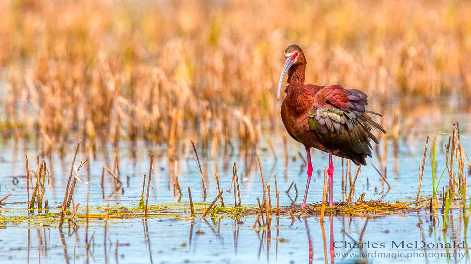 White-faced Ibis