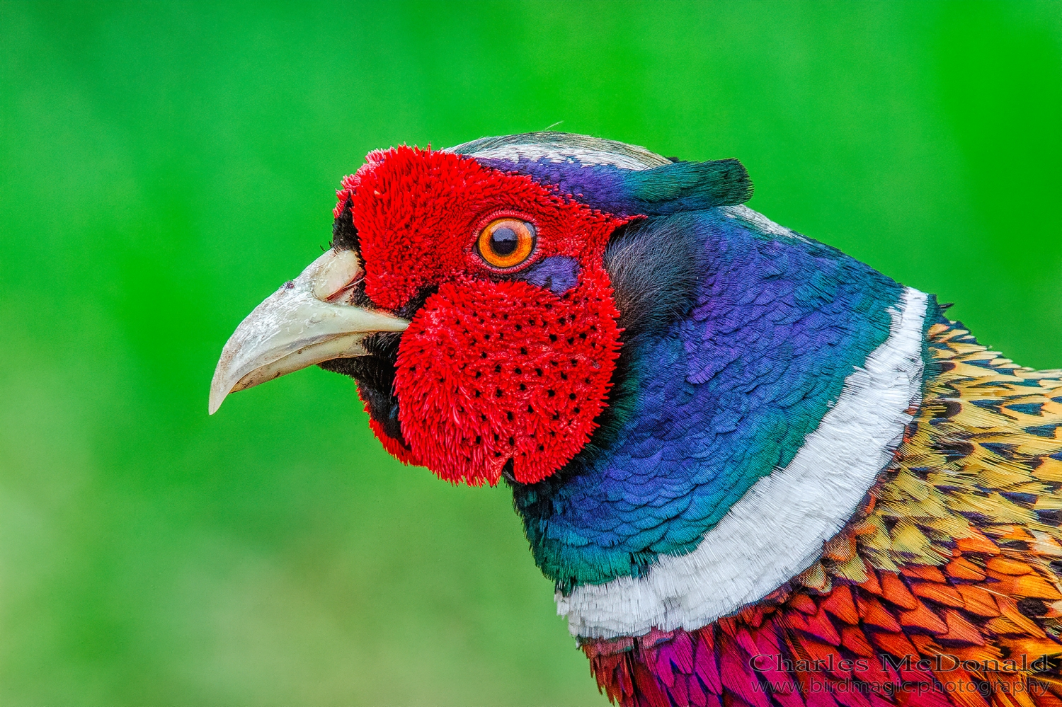 Ring-necked Pheasant