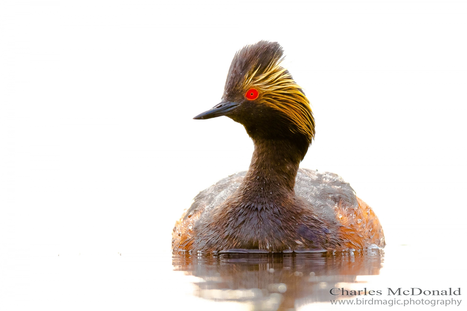 Eared Grebe