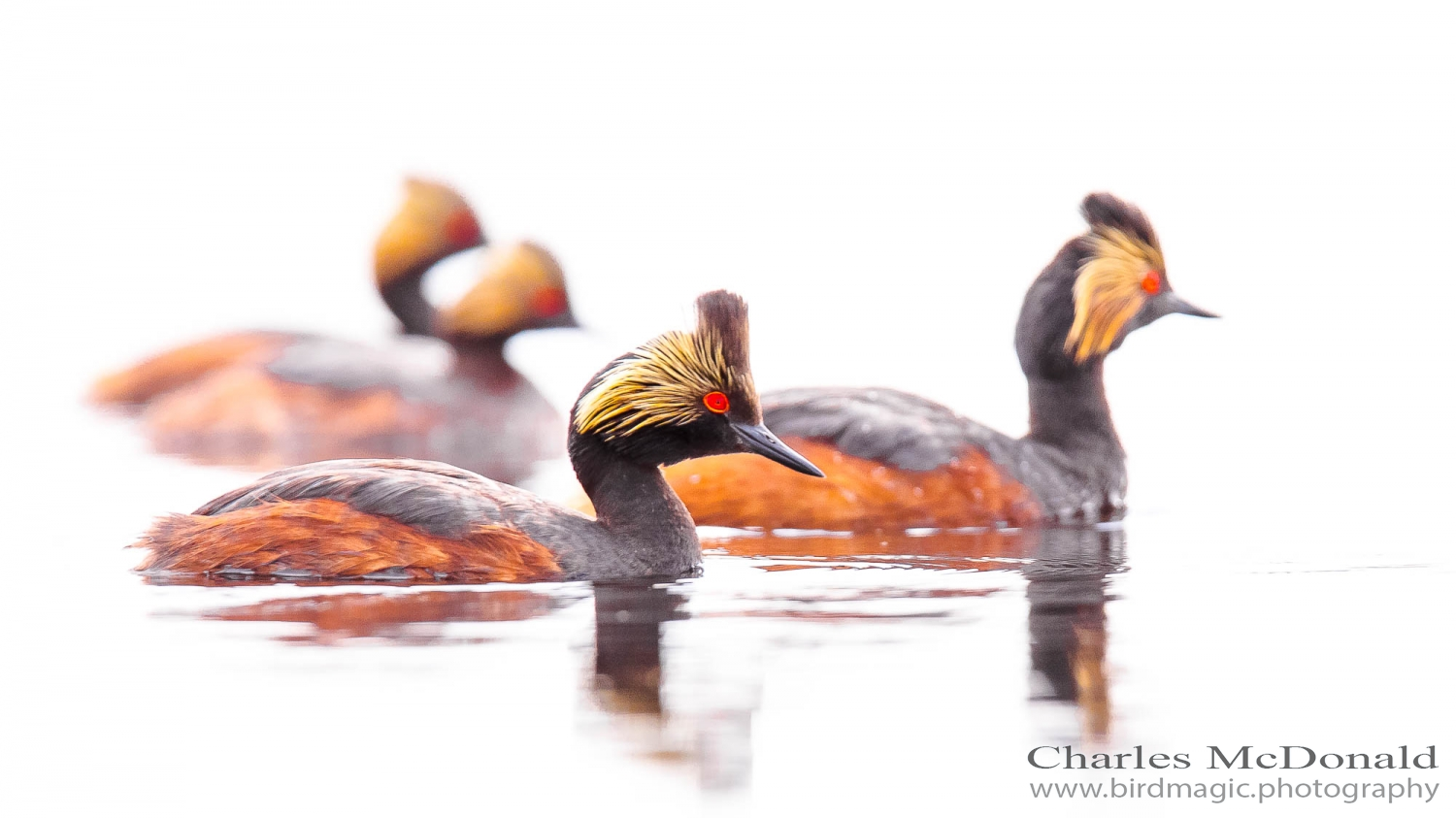 Eared Grebe