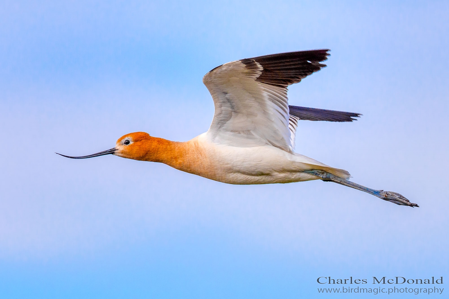 American Avocet