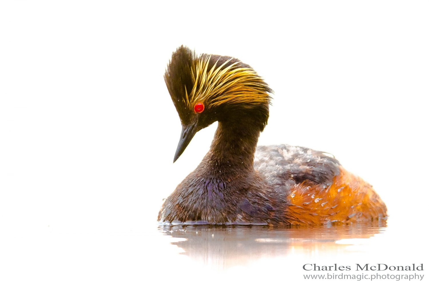 Eared Grebe