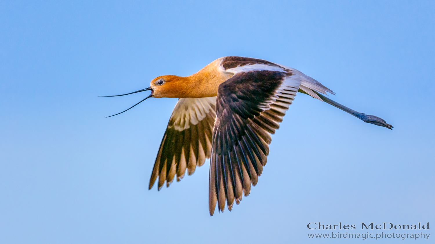 American Avocet