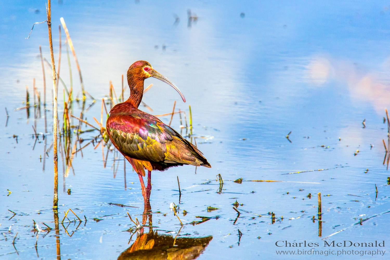 White-faced Ibis