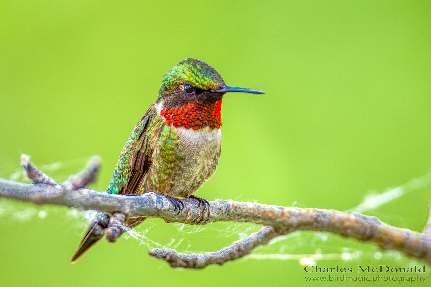 Ruby-throated Hummingbird