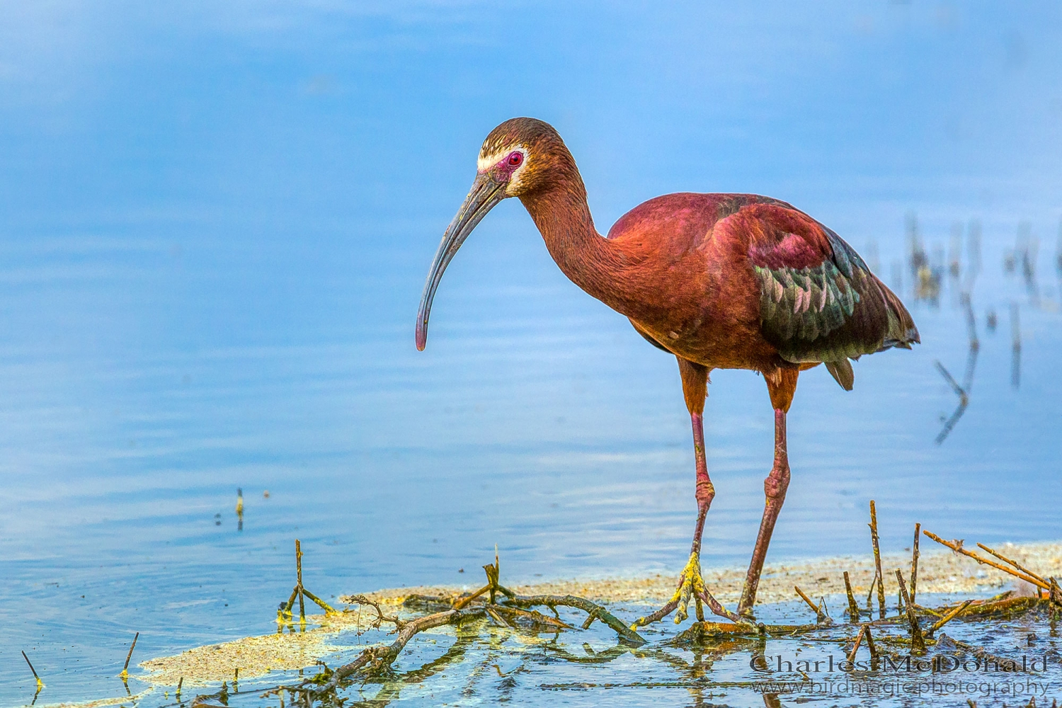 White-faced Ibis