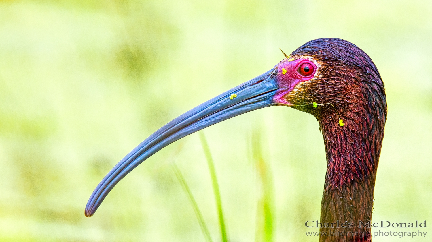 White-faced Ibis