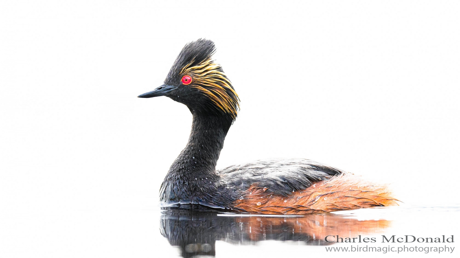 Eared Grebe