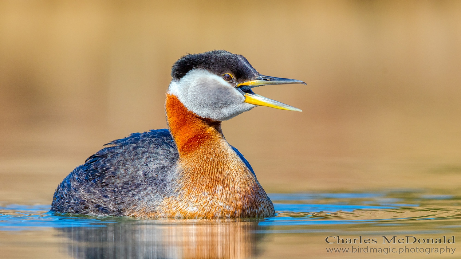 Red-necked Grebe