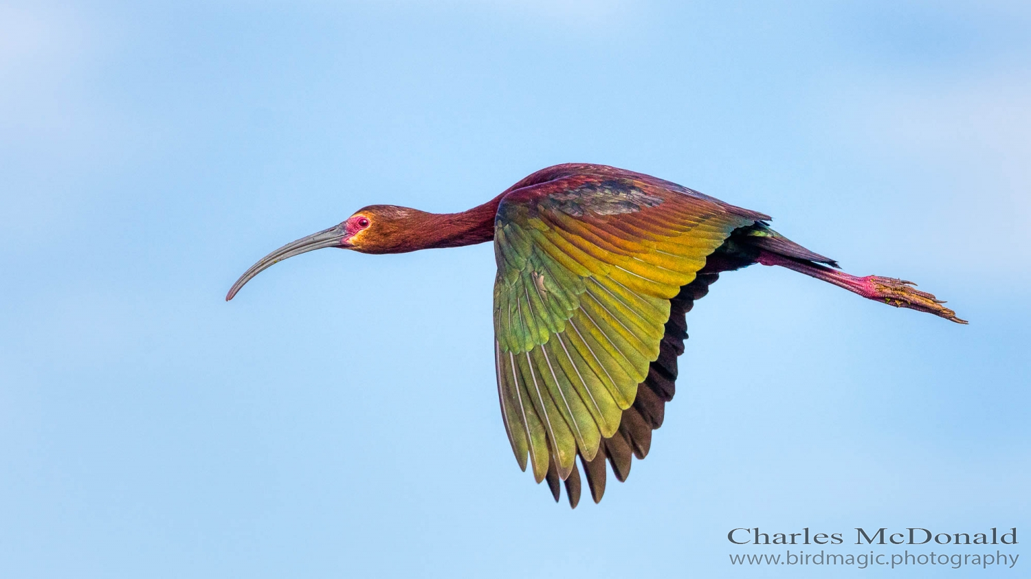 White-faced Ibis