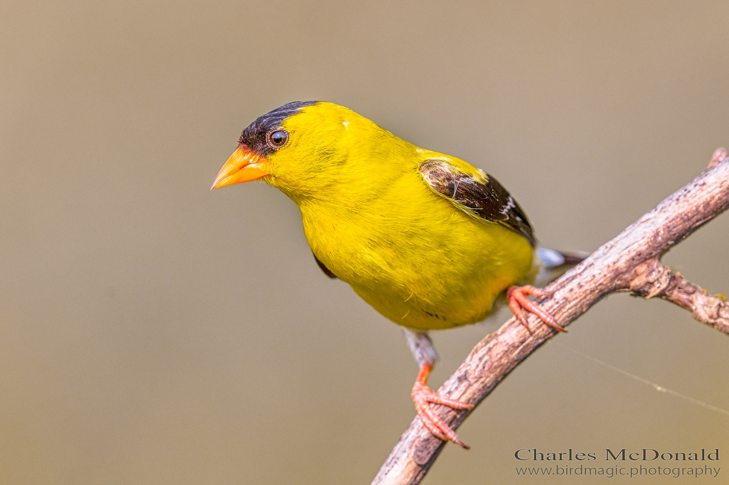 American Goldfinch