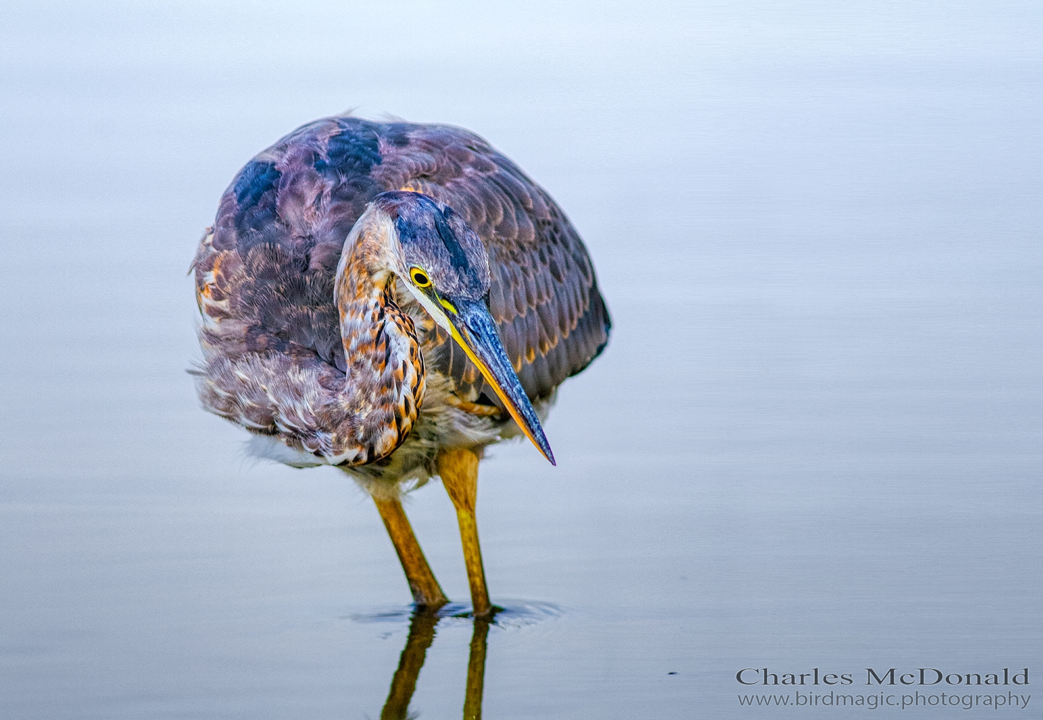 Great Blue Heron