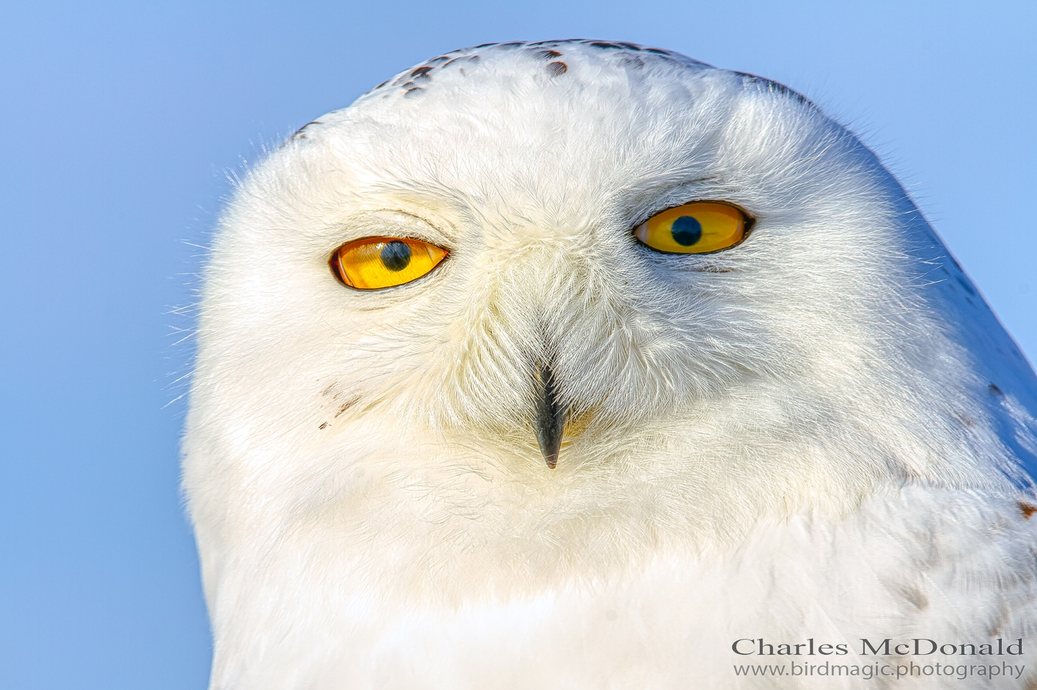 Snowy Owl