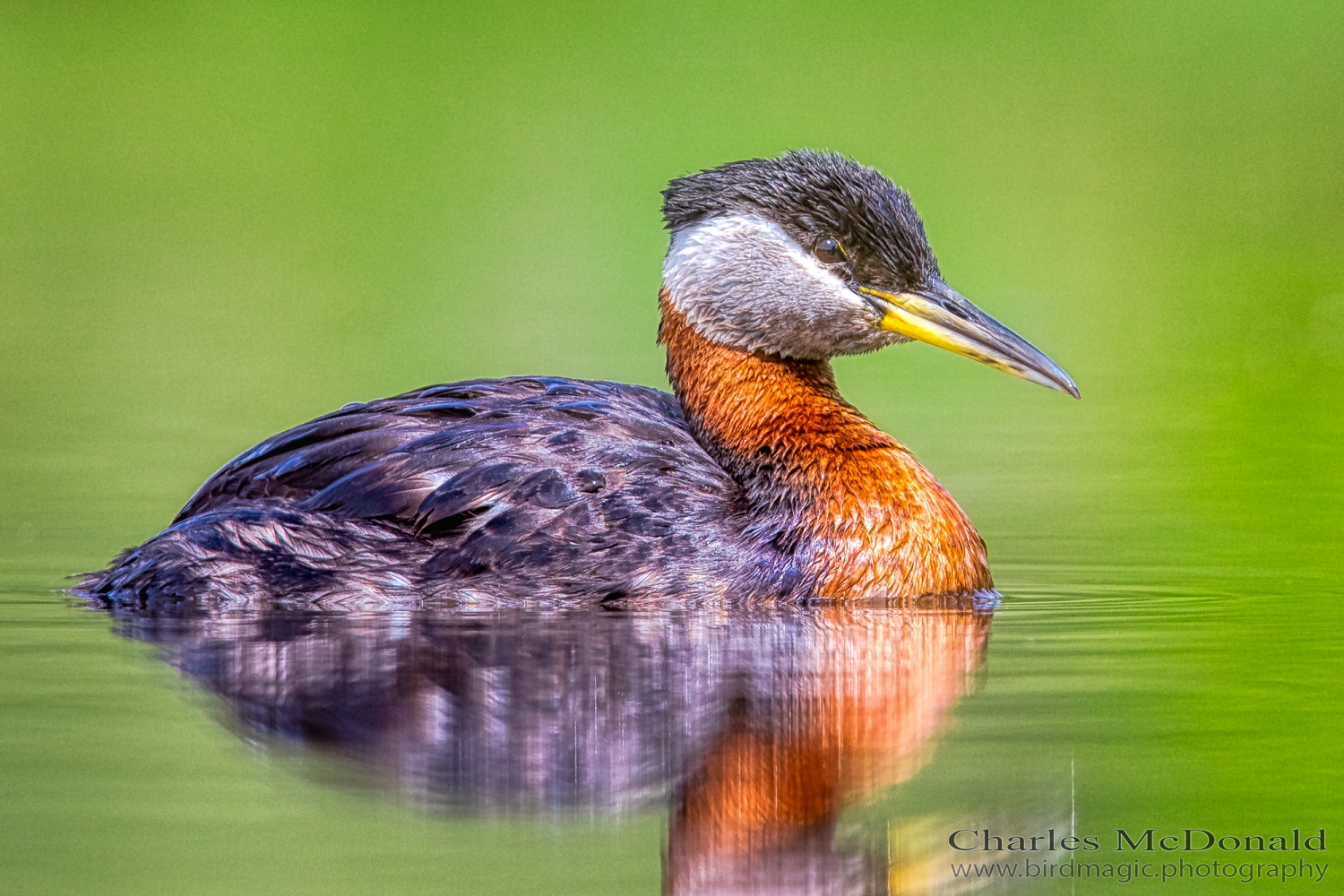 Red-necked Grebe