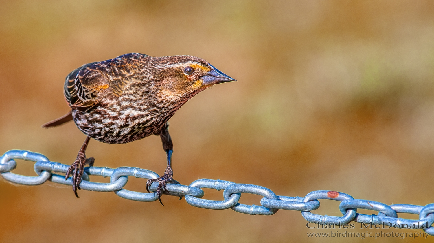 Red-winged Blackbird