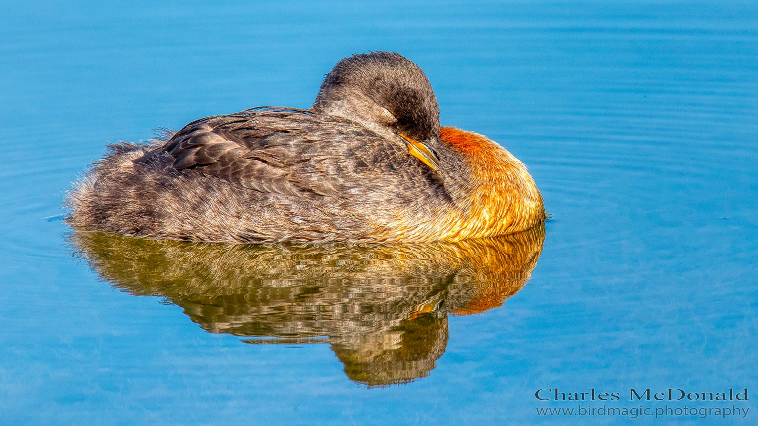 Red-necked Grebe