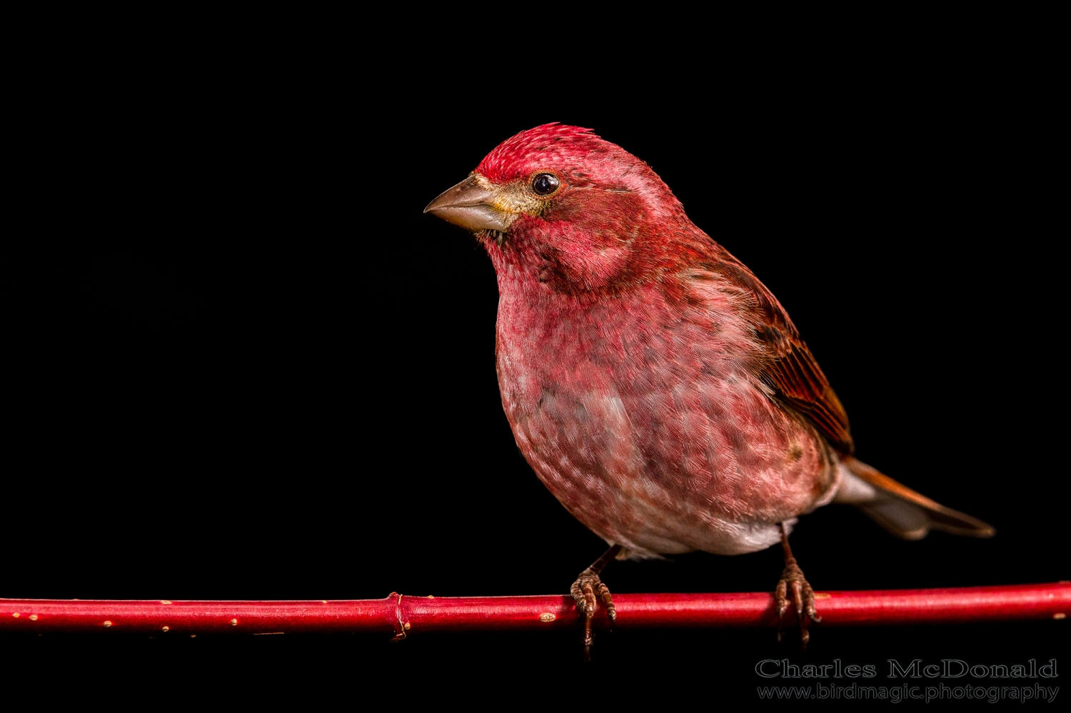 Purple Finch