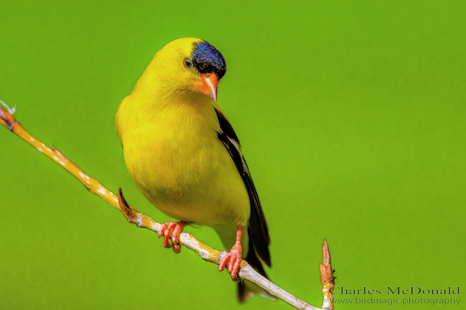 American Goldfinch