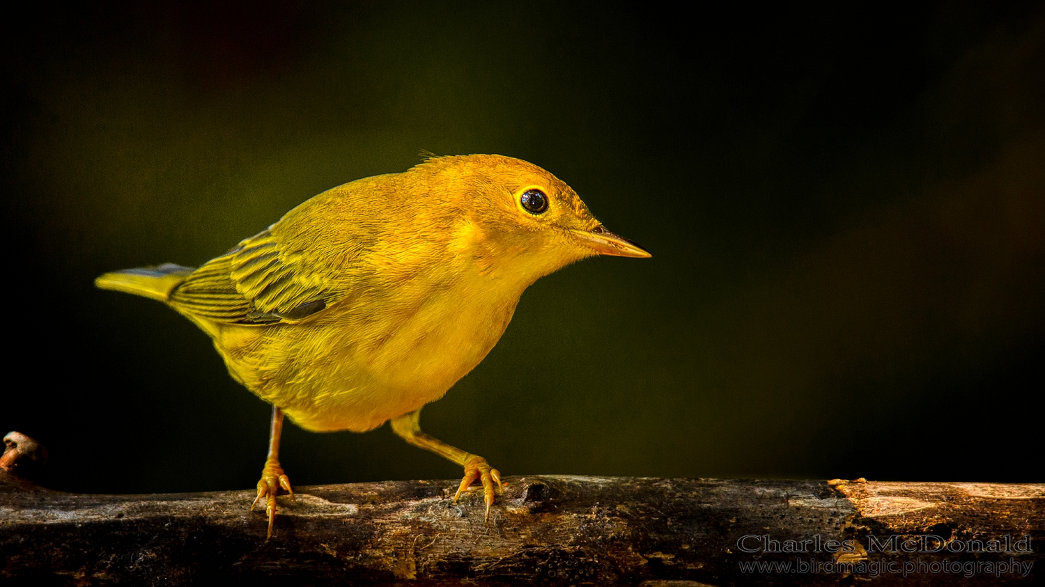 Yellow Warbler