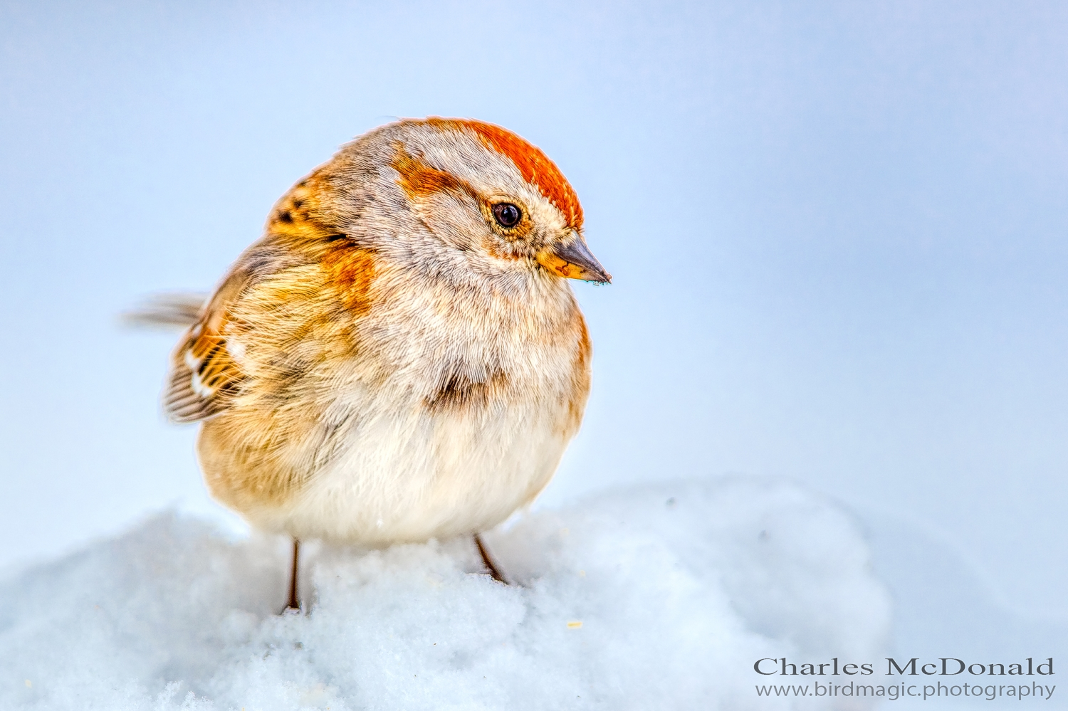 American Tree Sparrow