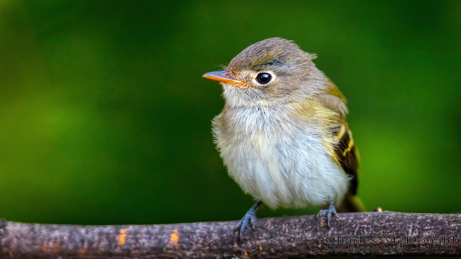 Least Flycatcher