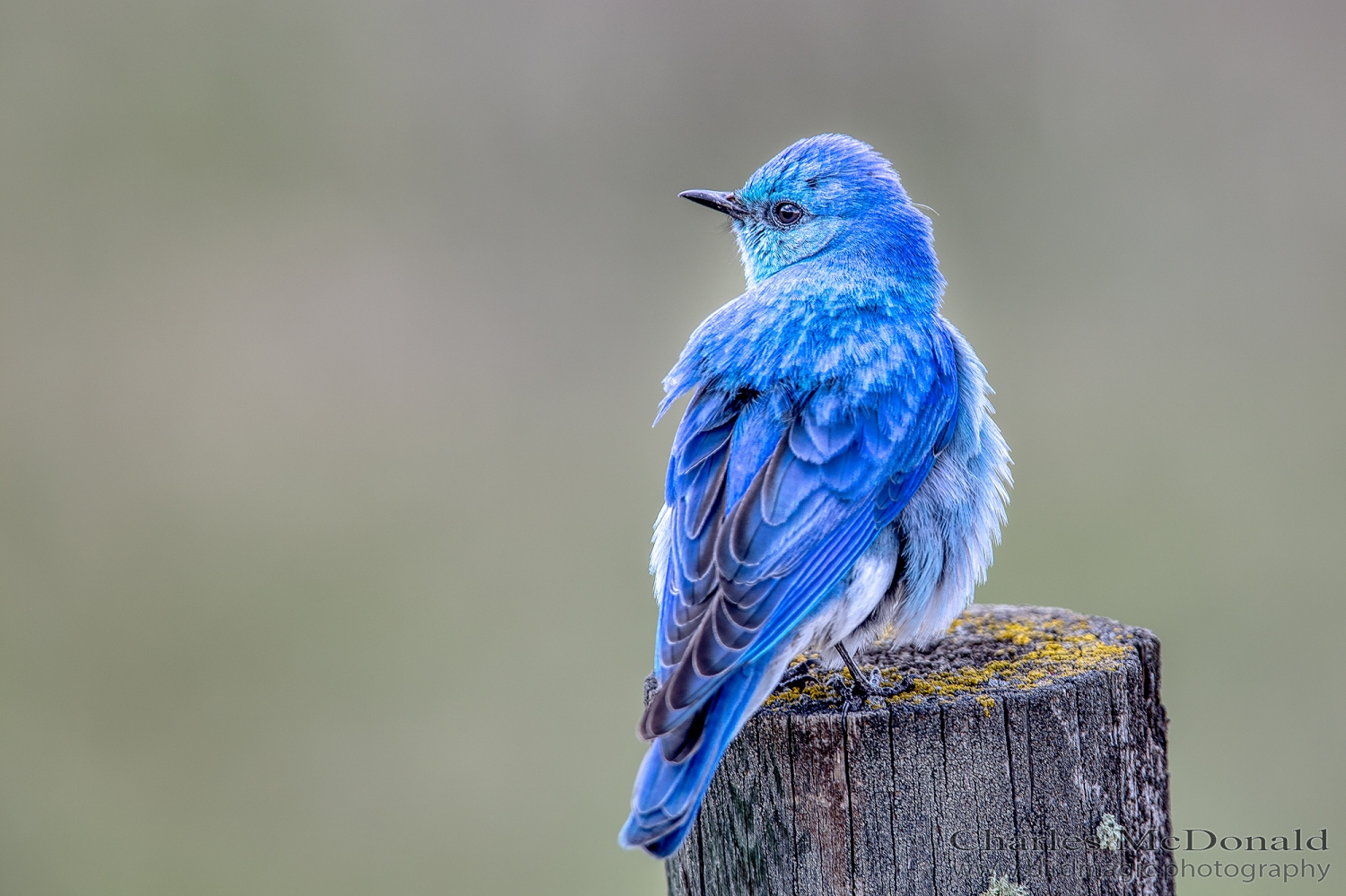 Mountain Bluebird