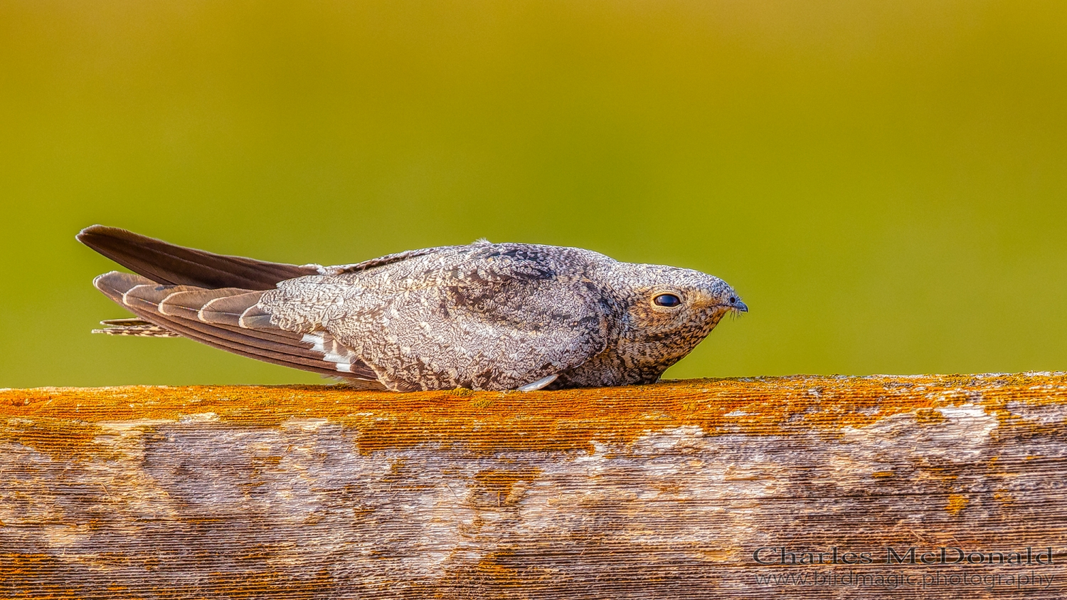 Common Nighthawk