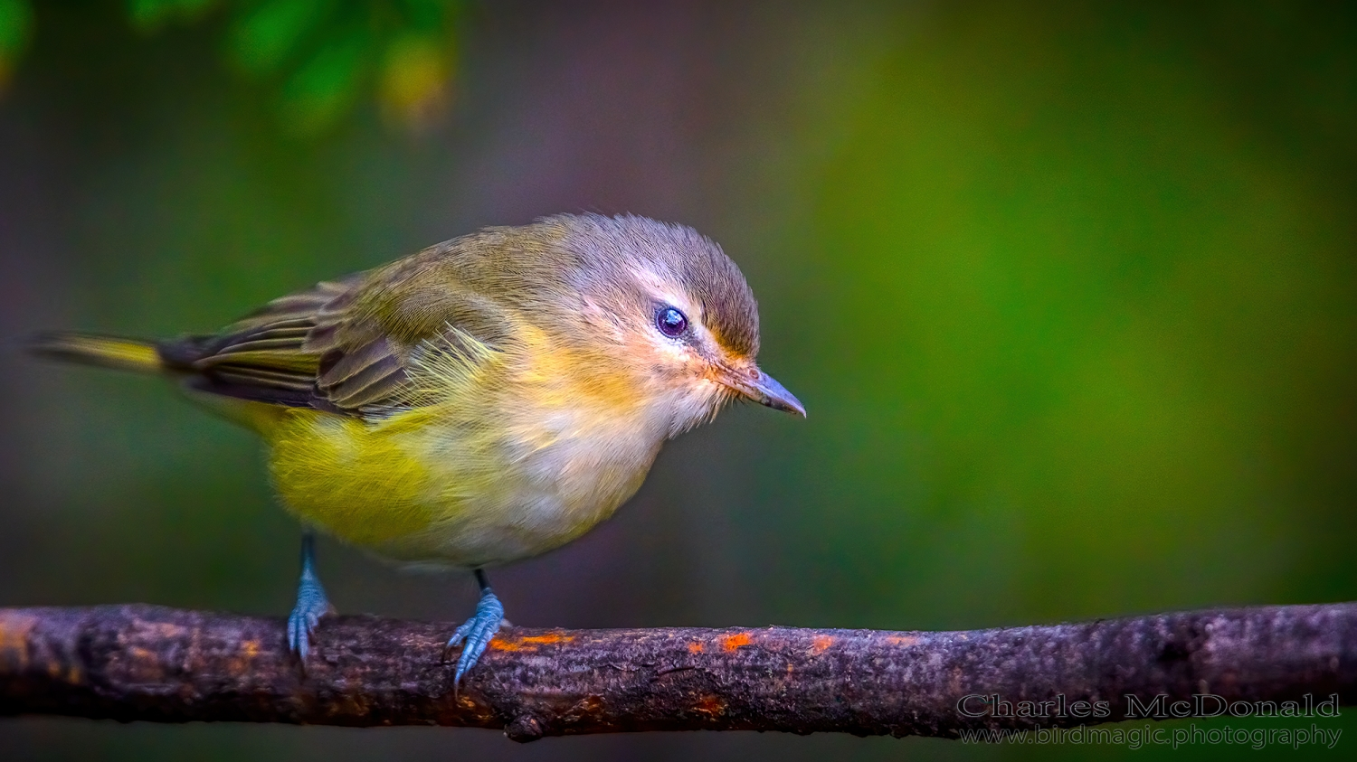 Warbling Vireo