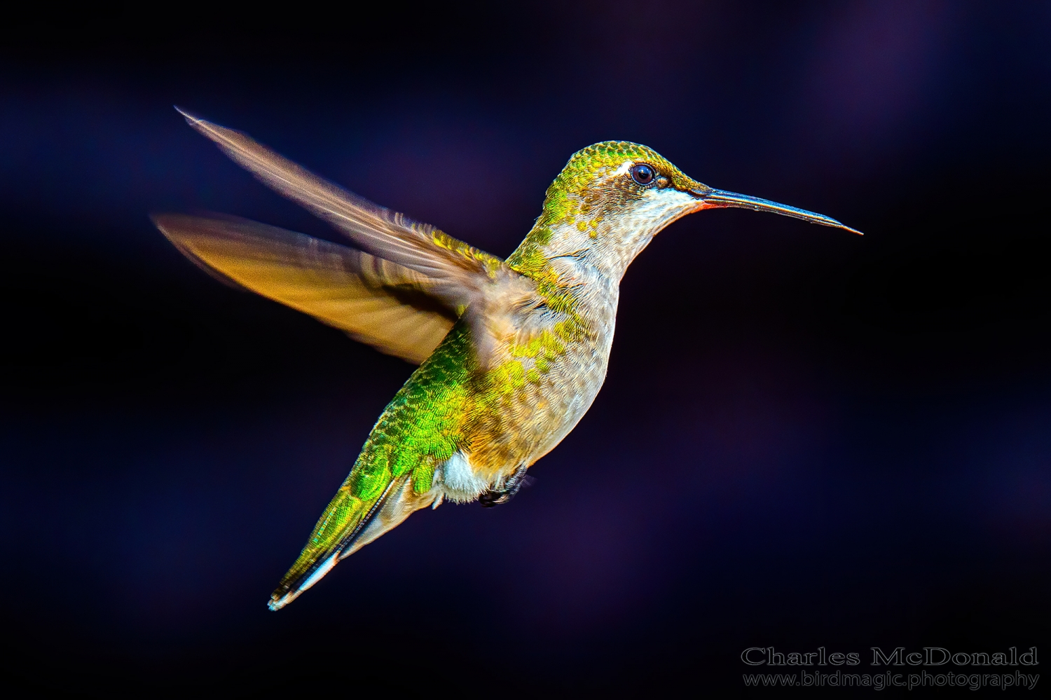 Ruby-throated Hummingbird