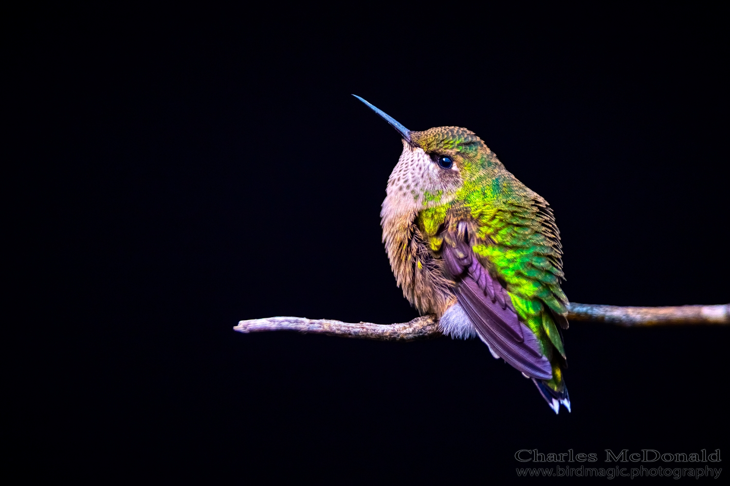 Ruby-throated Hummingbird