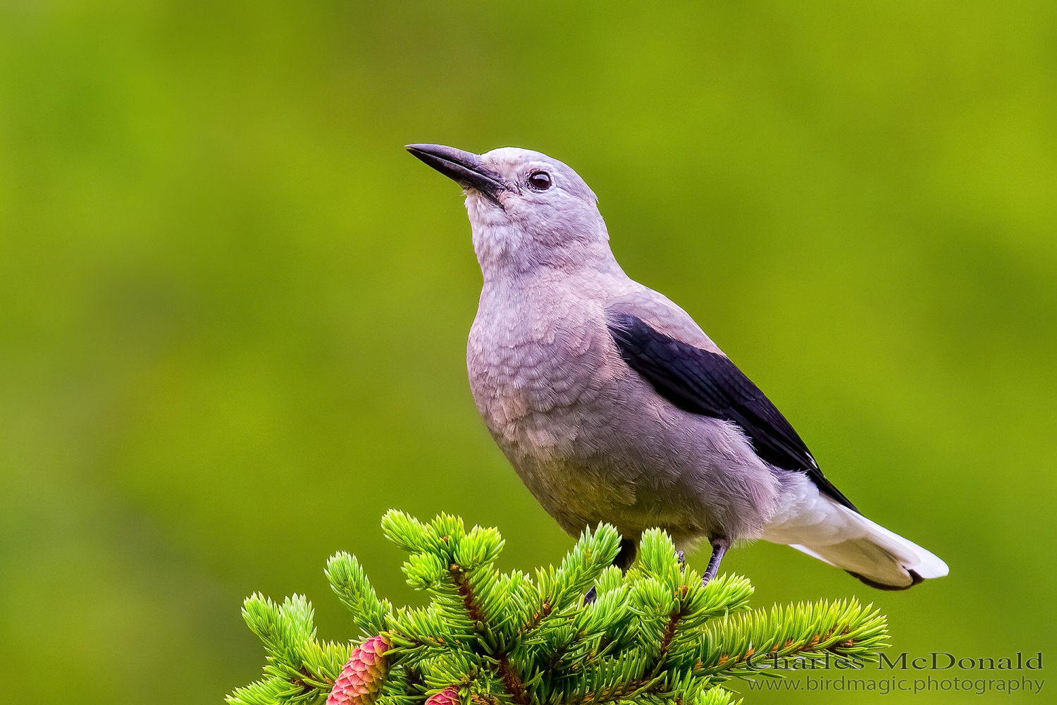 Clark's Nutcracker