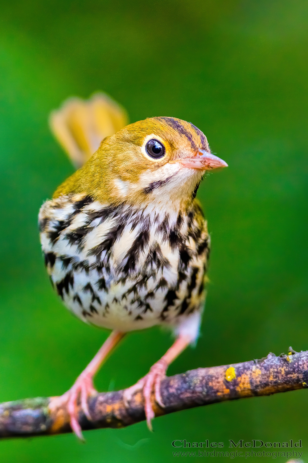 Ovenbird