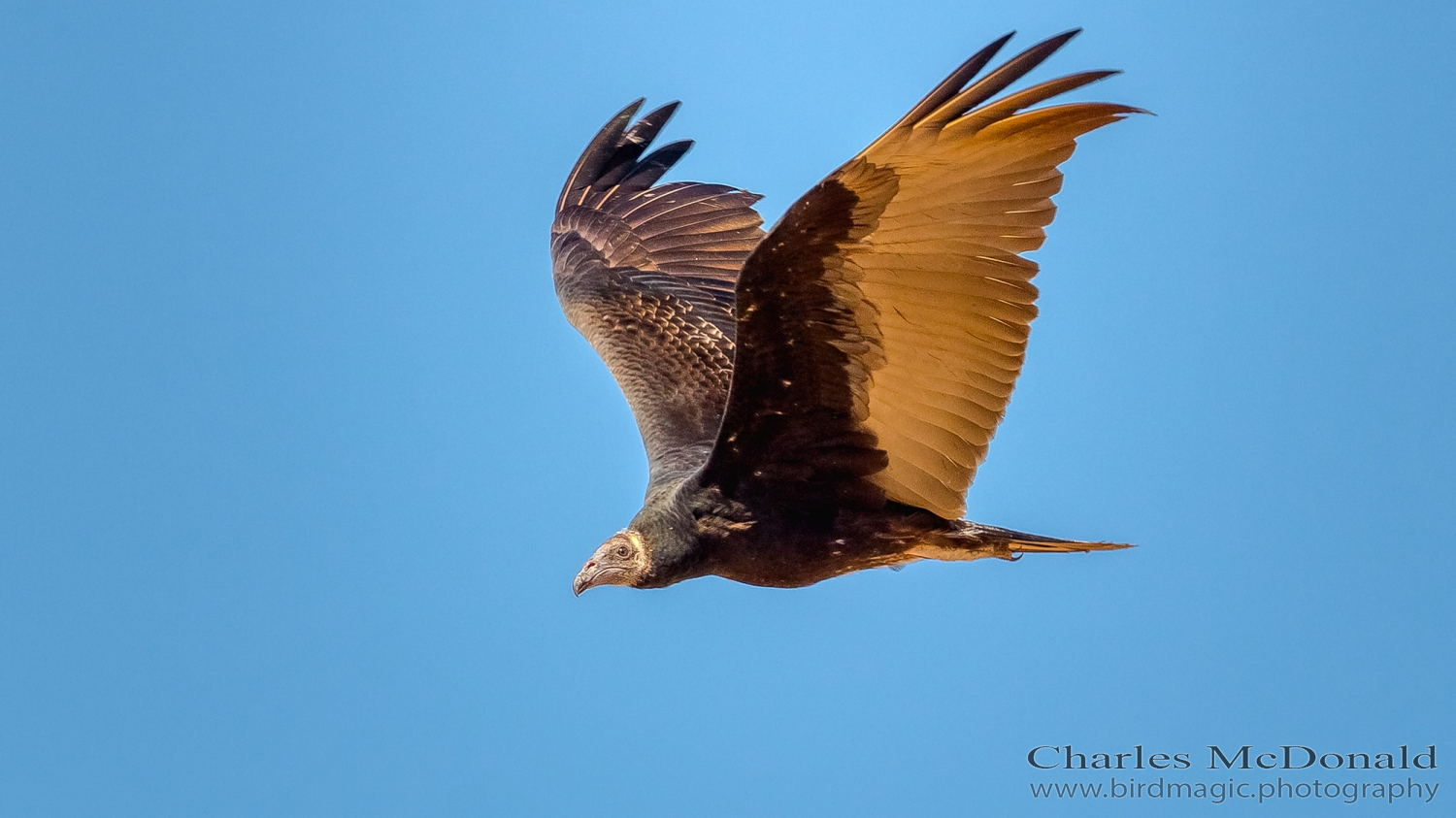 Turkey Vulture