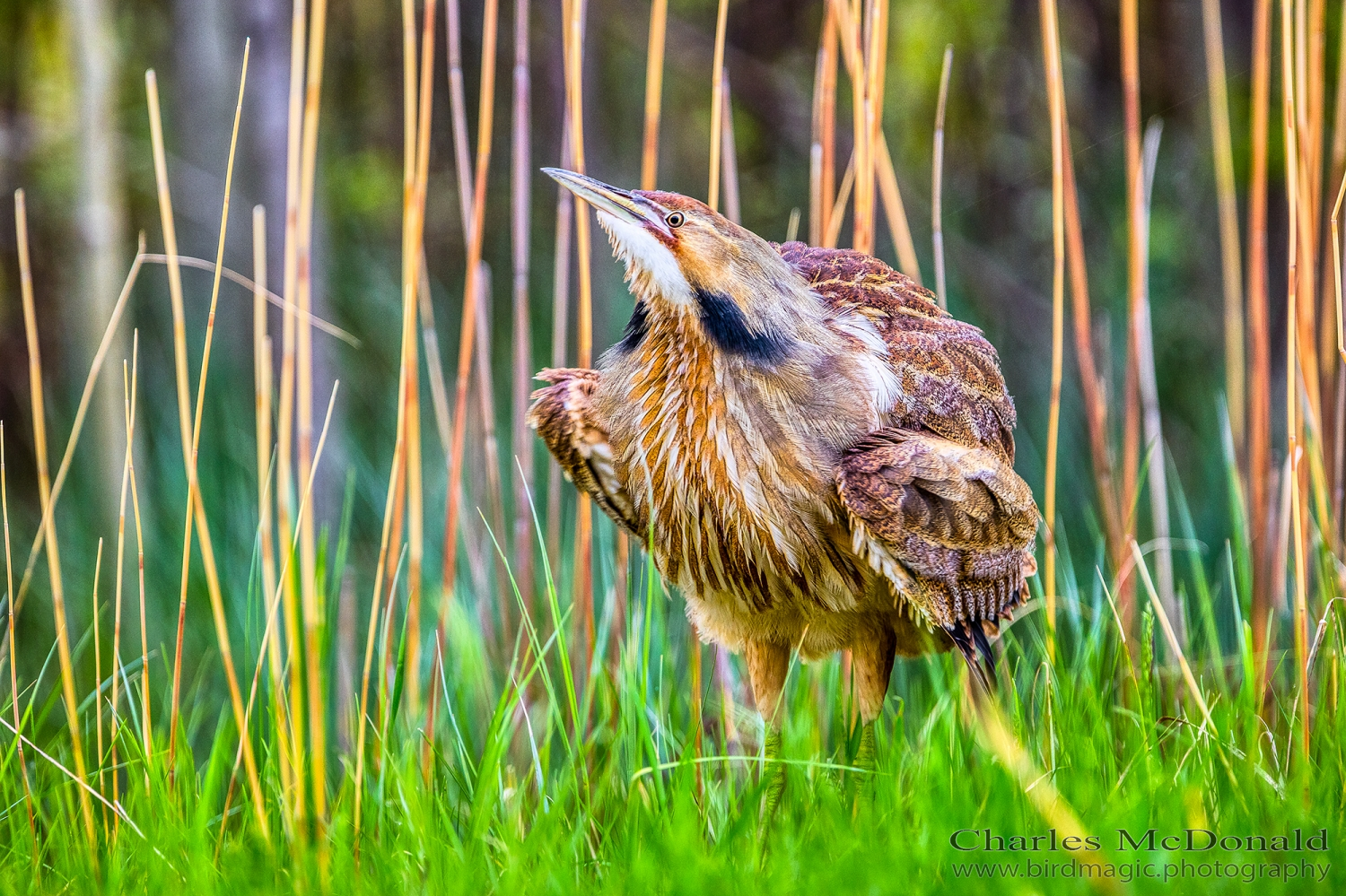 American Bittern